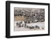 Wildebeests Crossing-AndreAnita-Framed Photographic Print