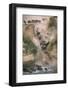 Wildebeests Running into River-Paul Souders-Framed Photographic Print