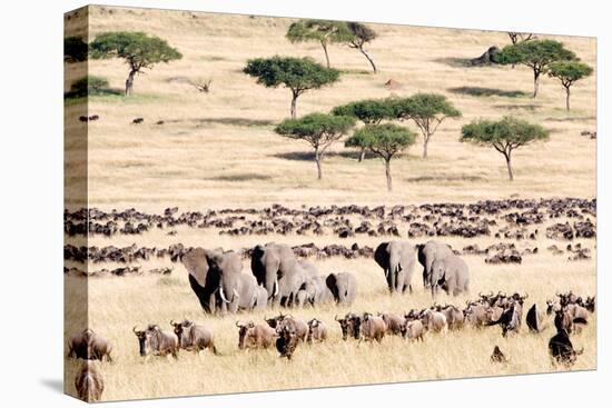 Wildebeests with African Elephants (Loxodonta Africana) in a Field, Masai Mara National Reserve-null-Stretched Canvas