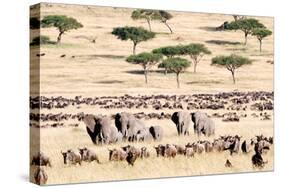 Wildebeests with African Elephants (Loxodonta Africana) in a Field, Masai Mara National Reserve-null-Stretched Canvas