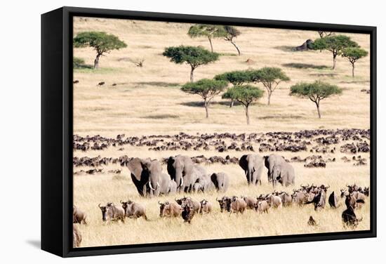 Wildebeests with African Elephants (Loxodonta Africana) in a Field, Masai Mara National Reserve-null-Framed Stretched Canvas