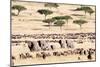 Wildebeests with African Elephants (Loxodonta Africana) in a Field, Masai Mara National Reserve-null-Mounted Photographic Print