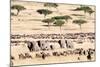 Wildebeests with African Elephants (Loxodonta Africana) in a Field, Masai Mara National Reserve-null-Mounted Photographic Print