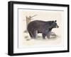 Wilderness Collection Bear-Beth Grove-Framed Art Print