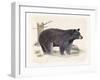 Wilderness Collection Bear-Beth Grove-Framed Art Print