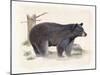 Wilderness Collection Bear-Beth Grove-Mounted Art Print
