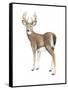 Wilderness Collection Deer II-Beth Grove-Framed Stretched Canvas