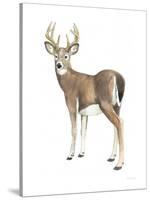 Wilderness Collection Deer II-Beth Grove-Stretched Canvas