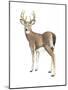 Wilderness Collection Deer II-Beth Grove-Mounted Art Print