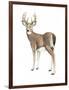 Wilderness Collection Deer II-Beth Grove-Framed Art Print