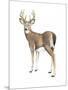 Wilderness Collection Deer II-Beth Grove-Mounted Art Print