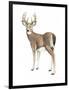 Wilderness Collection Deer II-Beth Grove-Framed Art Print