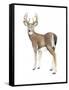 Wilderness Collection Deer II-Beth Grove-Framed Stretched Canvas