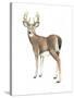 Wilderness Collection Deer II-Beth Grove-Stretched Canvas