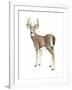 Wilderness Collection Deer II-Beth Grove-Framed Art Print