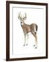 Wilderness Collection Deer II-Beth Grove-Framed Art Print