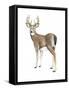 Wilderness Collection Deer II-Beth Grove-Framed Stretched Canvas