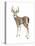 Wilderness Collection Deer II-Beth Grove-Stretched Canvas