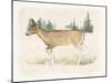 Wilderness Collection Deer-Beth Grove-Mounted Art Print