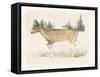 Wilderness Collection Deer-Beth Grove-Framed Stretched Canvas