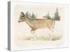 Wilderness Collection Deer-Beth Grove-Stretched Canvas