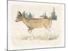 Wilderness Collection Deer-Beth Grove-Mounted Art Print