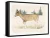 Wilderness Collection Deer-Beth Grove-Framed Stretched Canvas