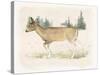 Wilderness Collection Deer-Beth Grove-Stretched Canvas