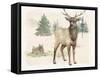 Wilderness Collection Elk-Beth Grove-Framed Stretched Canvas