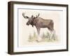 Wilderness Collection Moose-Beth Grove-Framed Art Print