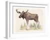 Wilderness Collection Moose-Beth Grove-Framed Art Print