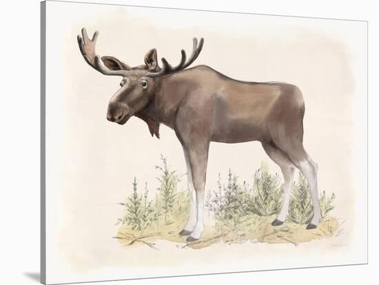 Wilderness Collection Moose-Beth Grove-Stretched Canvas