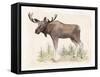 Wilderness Collection Moose-Beth Grove-Framed Stretched Canvas