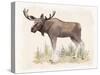 Wilderness Collection Moose-Beth Grove-Stretched Canvas