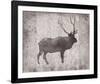 Wilderness III - Timber-Sandra Jacobs-Framed Giclee Print