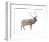 Wilderness III-Sandra Jacobs-Framed Art Print