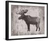 Wilderness IV - Timber-Sandra Jacobs-Framed Giclee Print