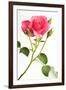 Wilderness Rose-Will Wilkinson-Framed Photographic Print