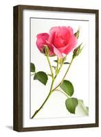 Wilderness Rose-Will Wilkinson-Framed Photographic Print