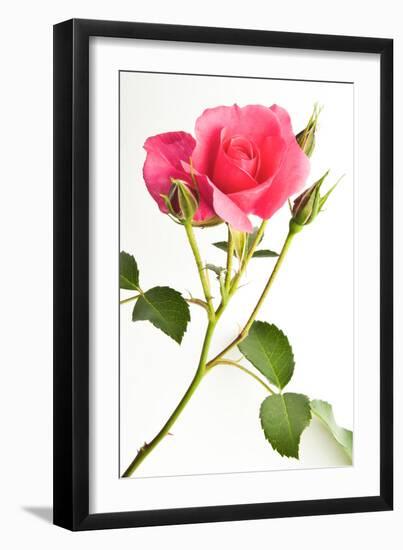 Wilderness Rose-Will Wilkinson-Framed Photographic Print