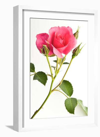 Wilderness Rose-Will Wilkinson-Framed Photographic Print