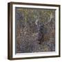 Wilderness Stag-Staffan Widstrand-Framed Giclee Print