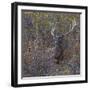 Wilderness Stag-Staffan Widstrand-Framed Giclee Print