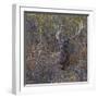 Wilderness Stag-Staffan Widstrand-Framed Giclee Print