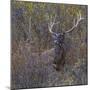 Wilderness Stag-Staffan Widstrand-Mounted Giclee Print