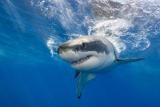 Great White Shark Underwater at Guadalupe Island, Mexico-Wildestanimal-Stretched Canvas