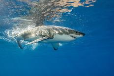 Great White Shark Underwater at Guadalupe Island, Mexico-Wildestanimal-Stretched Canvas