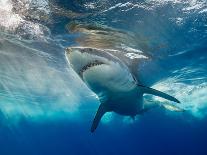 Humpback Whale Calf Playing on the Surface, Tonga-Wildestanimal-Framed Premium Photographic Print