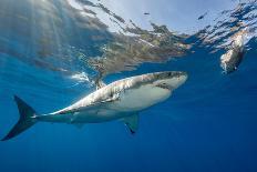 Great White Shark Underwater at Guadalupe Island, Mexico-Wildestanimal-Stretched Canvas