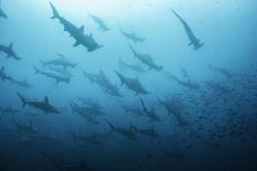 Underwater View of Scalloped Hammerhead Sharks Swimming in the Waters off Darwin Island, Galapagos-Wildestanimal-Photographic Print